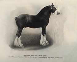 stallion Scottish Ring (Clydesdale, 1910, from Scottish Crest)