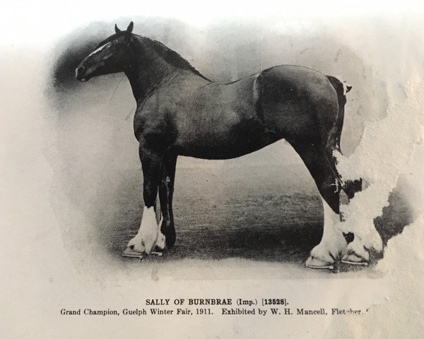 Zuchtstute Sally of Burnbrae (Clydesdale,  , von Montrave Ronald)