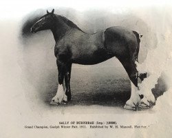 broodmare Sally of Burnbrae (Clydesdale,  , from Montrave Ronald)