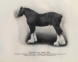 stallion Macaroon 15936 (Clydesdale, 1908, from Baron of Burgie)