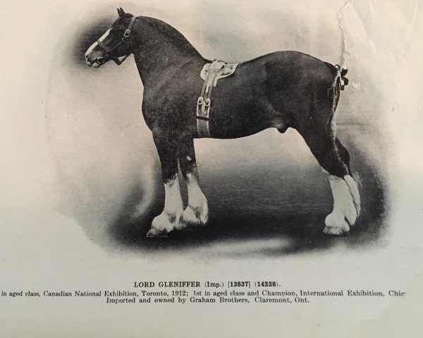 stallion Lord Gleniffer (Clydesdale, 1905, from Sir Ronald)