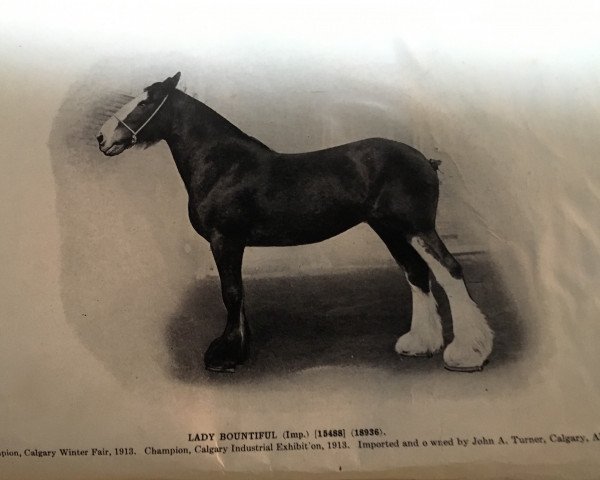 broodmare Lady Bountiful 18936 (Clydesdale,  , from Baron's Pride 9122)