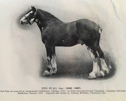 Pferd King of All (Clydesdale,  , von Everlasting)