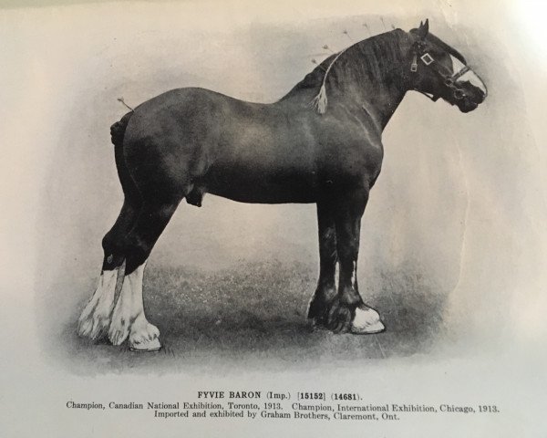 Deckhengst Fyvie Baron (Clydesdale, 1907, von Baron's Pride 9122)