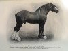 Deckhengst Fyvie Baron (Clydesdale, 1907, von Baron's Pride 9122)