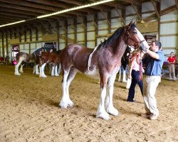 horse Willow Way Qualia (Clydesdale, 2016, from Willow Way Kelso)