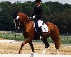 Dressurpferd SB-Tyranus (Deutsches Reitpony, 1997, von Till The Champ)