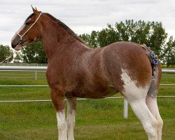 Pferd Willow Way Quella (Clydesdale, 2016, von Willow Way Firestone)