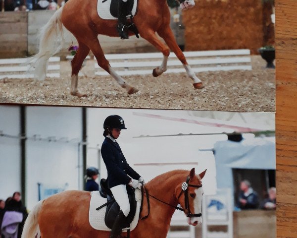 dressage horse Timberlands Golden Smile (German Riding Pony, 2011, from Timberland)