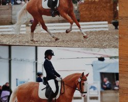 dressage horse Timberlands Golden Smile (German Riding Pony, 2011, from Timberland)