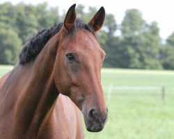 dressage horse Duncan W (Westphalian, 2013, from Dankeschön)