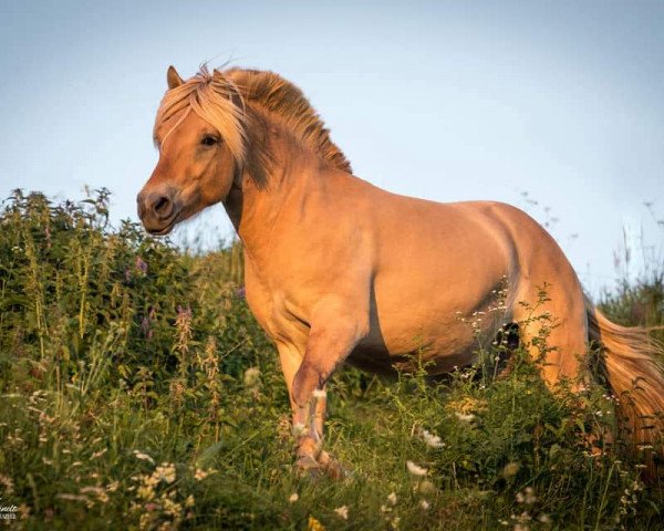 stallion Ogi (Fjord Horse, 2018, from Gio)