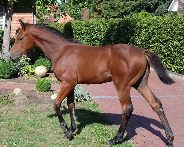 horse Katjana (Hanoverian, 2018, from Karajan)
