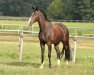 dressage horse Edward 37 (Westphalian, 2009, from Estobar NRW)