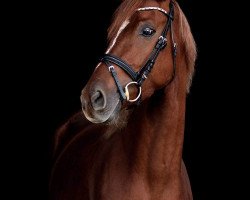 dressage horse L'Apparail (Hanoverian, 2013, from Londontime)