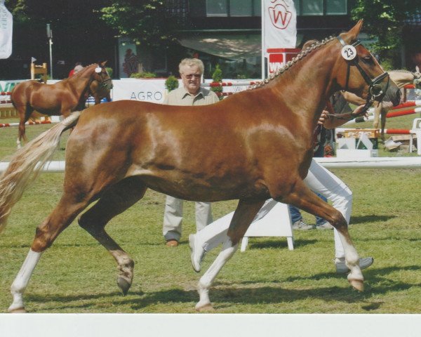 broodmare Dawinjar (German Riding Pony, 2007, from Don Pedro)