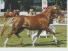 broodmare Dawinjar (German Riding Pony, 2007, from Don Pedro)