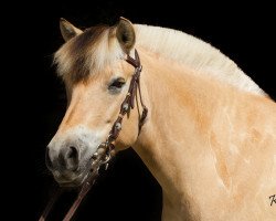 broodmare Iduna (Fjord Horse, 2004, from Ragnar)