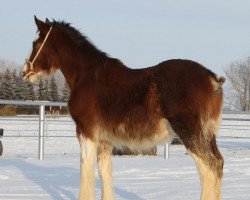 Pferd Willow Way Quest (Clydesdale, 2016, von Willow Way Firestone)