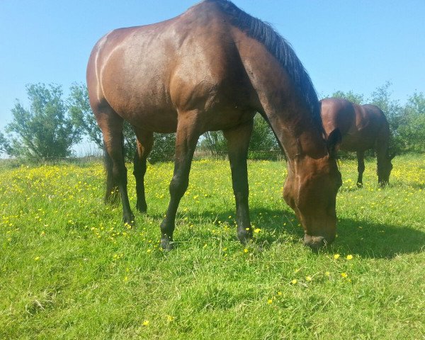 dressage horse Fenova (Westphalian, 1997, from Florestan I)