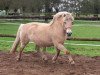 broodmare Byoko (Fjord Horse, 2005, from Topas Halsnæs)