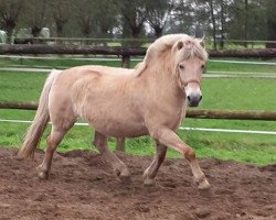 broodmare Byoko (Fjord Horse, 2005, from Topas Halsnæs)