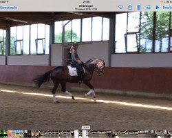 dressage horse Benicia 3 (Westphalian, 2011, from Belissimo NRW)