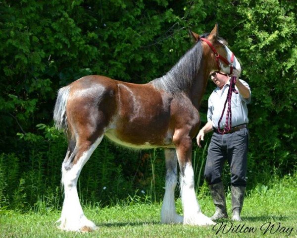 broodmare Willow Way Quinlan (Clydesdale, 2016, from Zorra Highland Designer)