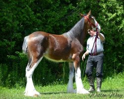 Zuchtstute Willow Way Quinlan (Clydesdale, 2016, von Zorra Highland Designer)