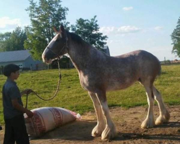 Zuchtstute Willow Way Quinta (Clydesdale, 2016, von Deighton Zoom)