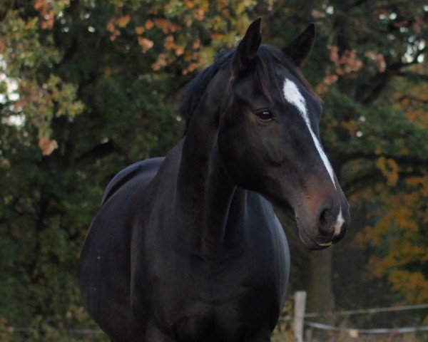 jumper Lavell (German Sport Horse, 2009, from Levino 10)