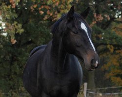 Springpferd Lavell (Deutsches Sportpferd, 2009, von Levino 10)