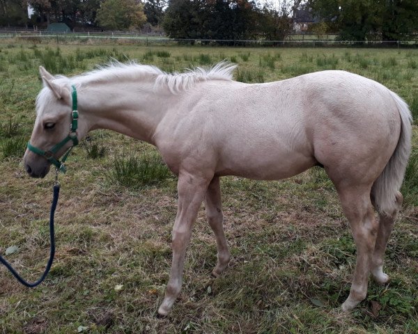 Pferd Teddy (Quarter Horse, 2018)