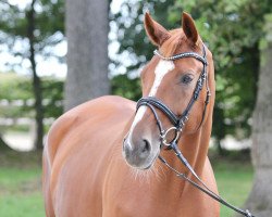 dressage horse Bona Lisa M (Hanoverian, 2011, from Bonifatius)