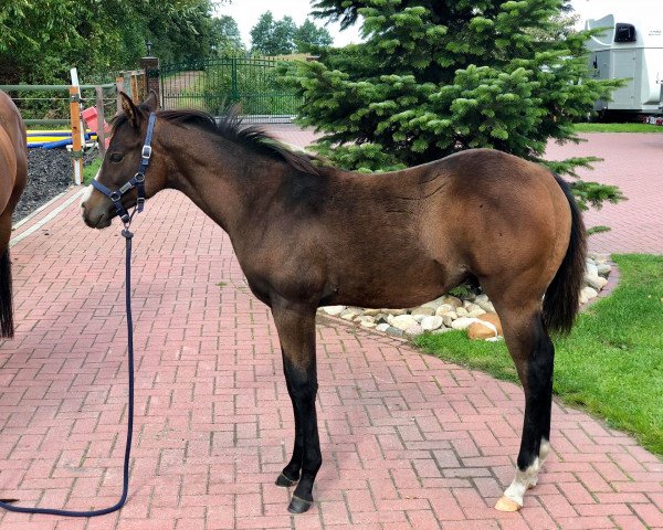 Pferd Dean (Quarter Horse, 2018)