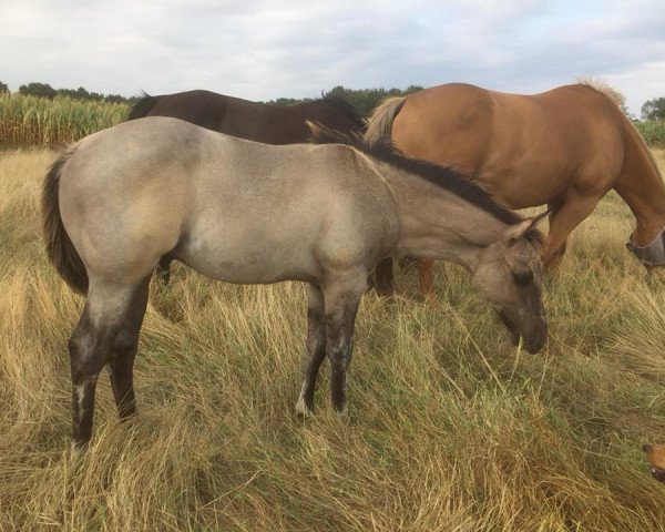 Pferd Flamboyant Django (Quarter Horse, 2018)