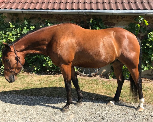 Pferd Enterprise Jacs Jim (Quarter Horse, 2013)