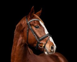 dressage horse Fennek E (Hanoverian, 2018, from For Romance I)