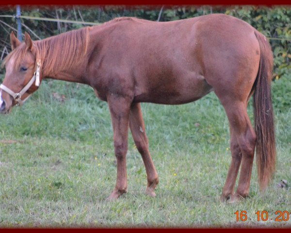 horse Ruf Kid Dont Spook (Quarter Horse, 2017)