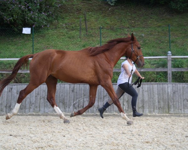 horse Doré d’Espoir CB (Swiss Warmblood, 2014)