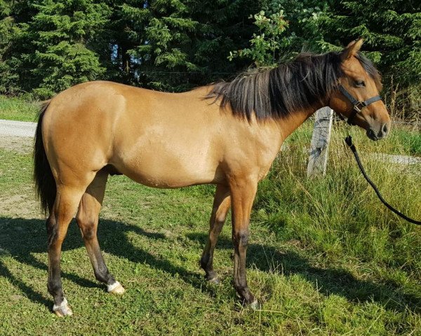 Pferd UG Einsteins Bueno (Quarter Horse, 2017)