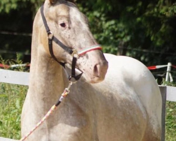 Pferd Yari (Appaloosa, 2015)