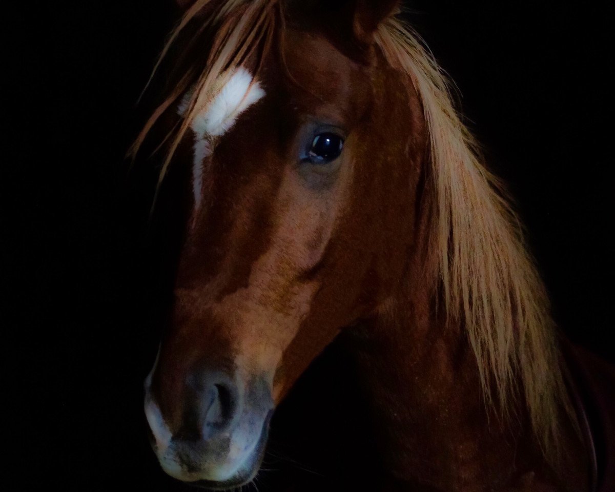 horse Chivas Macaroon Double Dornik (German Riding Pony, 2016, from Dornik B)
