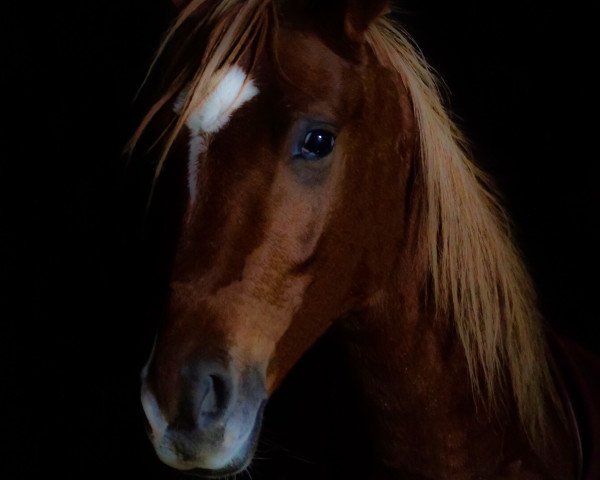 dressage horse Chivas Macaroon Double Dornik (German Riding Pony, 2016, from Dornik B)
