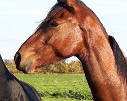 jumper Valentino (Hanoverian, 2016, from Valentino)