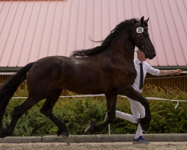 Pferd Ritz (Friese, 2012)