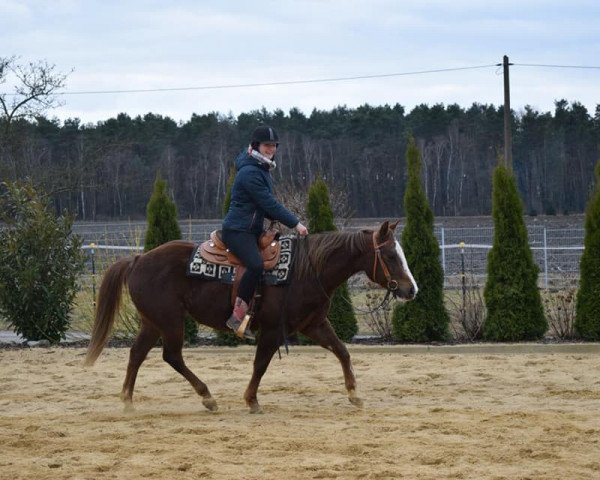 Pferd IHR Flame King Bar (Quarter Horse, 2007)