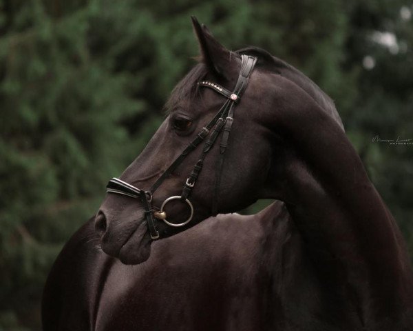 horse Plaisier (German Riding Pony, 2002, from FS Pour l'Amour)