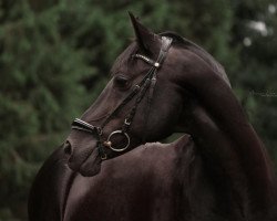 horse Plaisier (German Riding Pony, 2002, from FS Pour l'Amour)