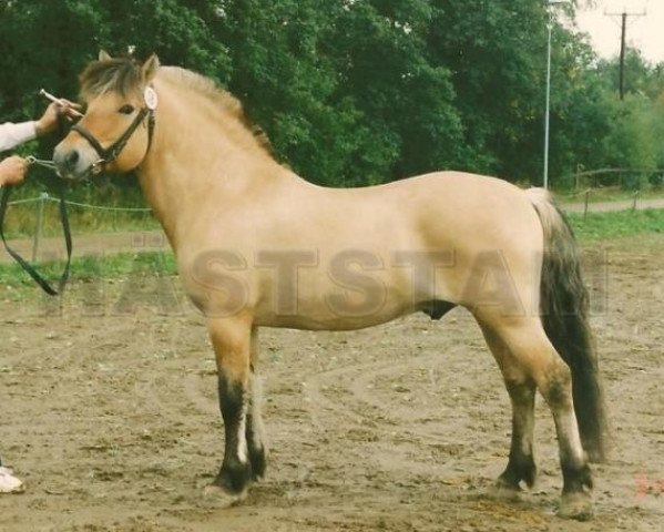 Deckhengst Gullix (Fjordpferd, 1982, von Baal 38 SWE)